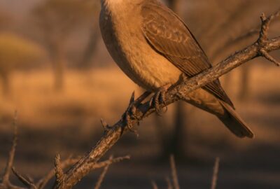 A greater honeyguide bird perched on a branch in African woodland, calling to human honey hunters