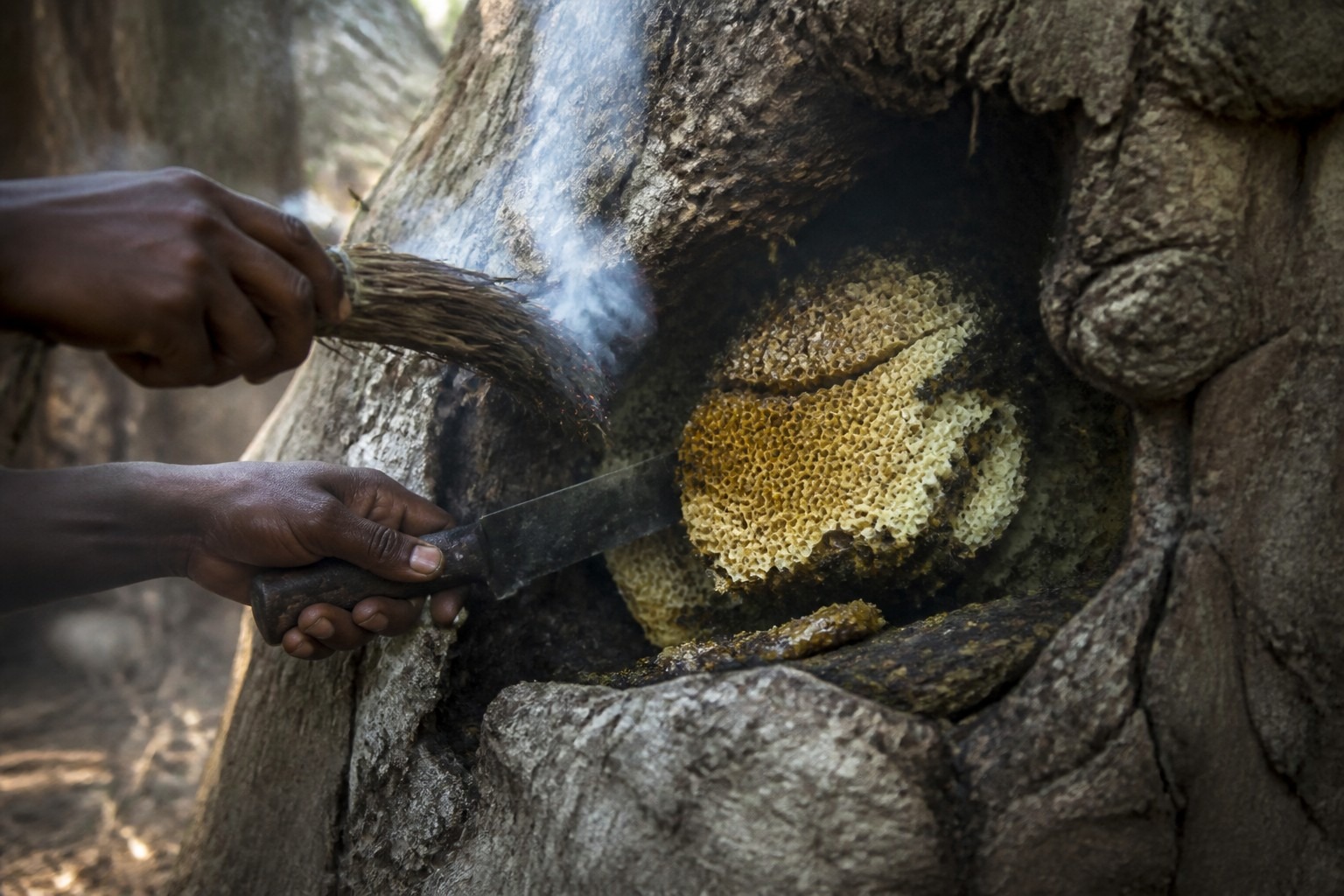 How a Honeyguide Bird Leads Humans to Honey