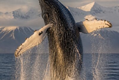A humpback whale breaching, illustrating how humpback whales recovered after the 1986 whaling ban
