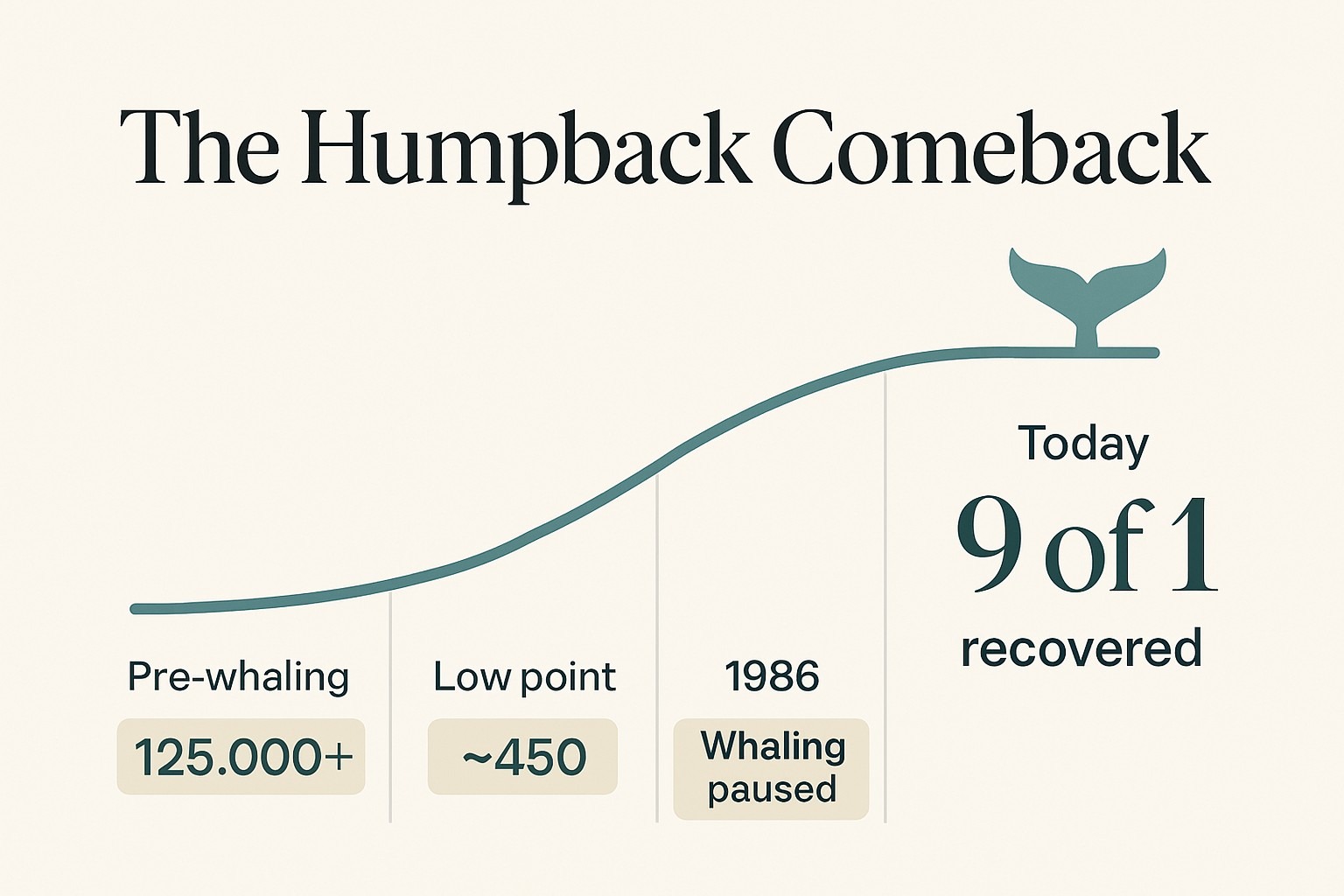 How Humpback Whales Recovered After the 1986 Whaling Ban infographic
