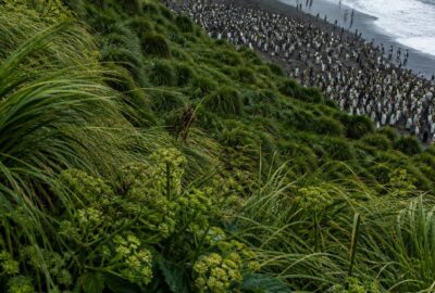 How Macquarie Island was cleared of rabbits, rats and cats — windswept subantarctic tussock slopes with a king penguin colony below