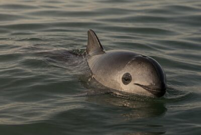 A tiny vaquita porpoise with dark panda-like eye rings surfacing in the murky green water of the upper Gulf of California