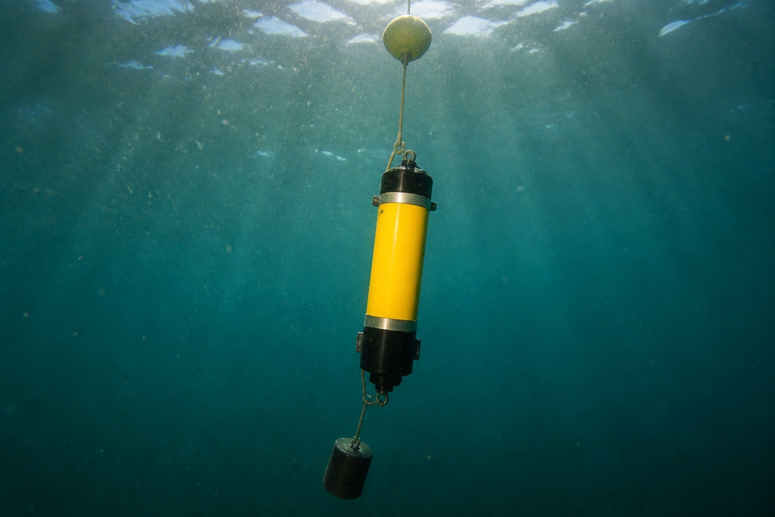 How Scientists Track the Vaquita With Sound