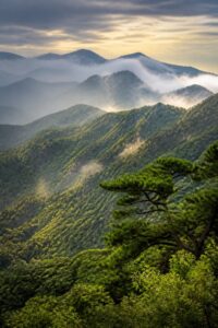 How South Korea reforested after the war: dense green forested mountains that were bare in 1953