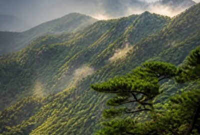 How South Korea reforested after the war: dense green forested mountains that were bare in 1953