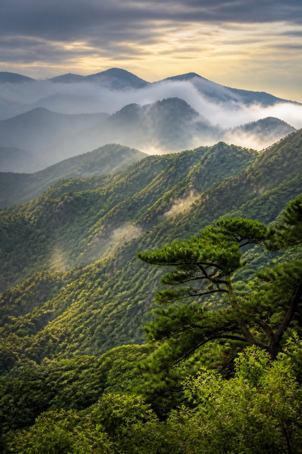 How South Korea reforested after the war: dense green forested mountains that were bare in 1953