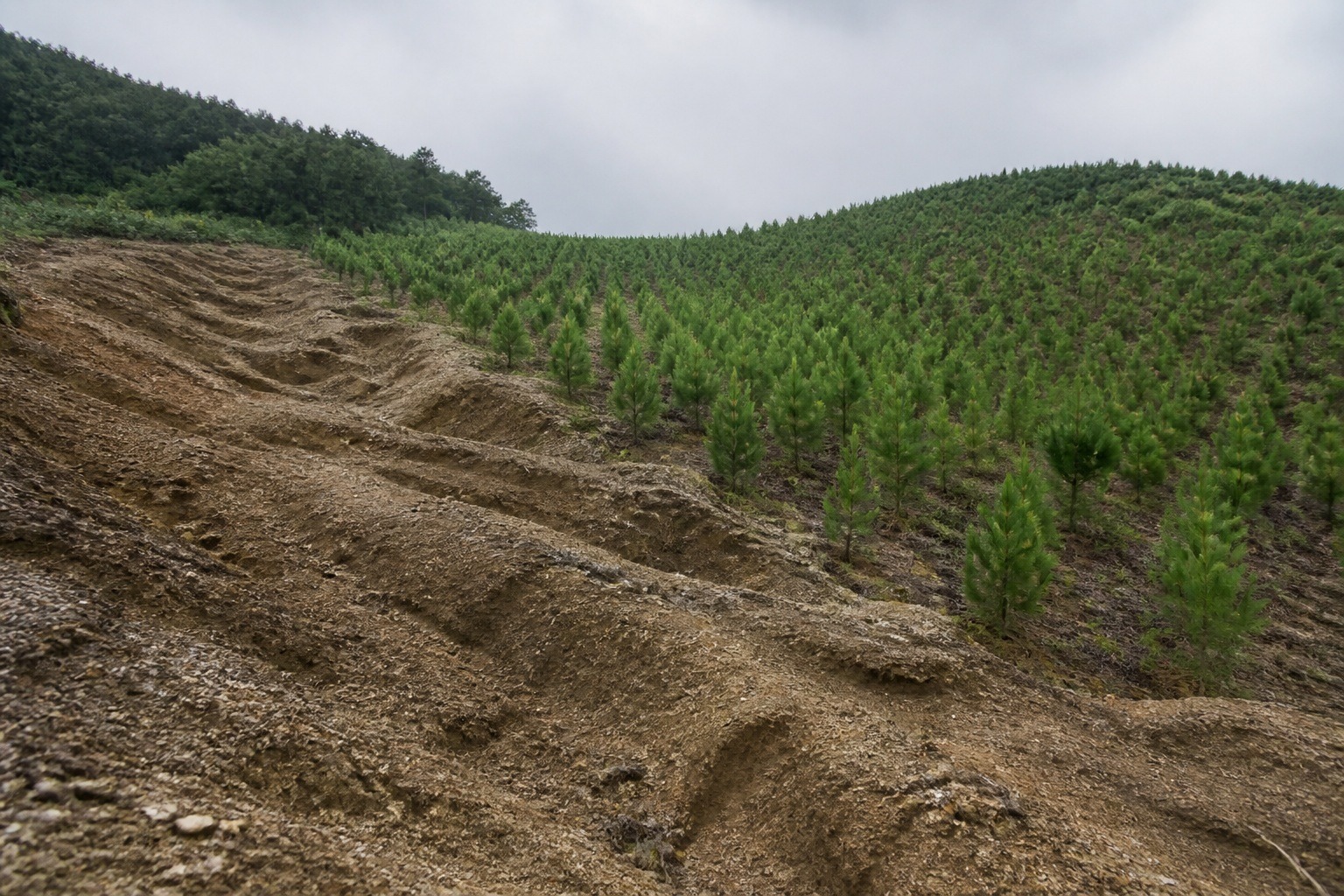 How South Korea Reforested After the War: 10 Billion Trees
