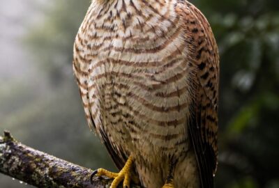 A Mauritius kestrel (Falco punctatus) perched on a mossy branch in native upland forest, sharp dark eyes and barred chestnut plumage