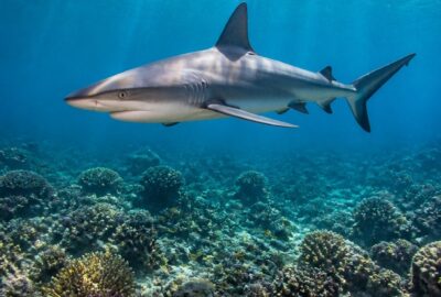 A gray reef shark cruising over a vibrant coral reef in the clear blue waters of the southwestern Pacific