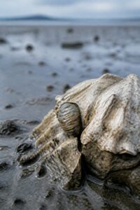 A single native Olympia oyster (Ostrea lurida) cemented onto weathered recycled shell on a San Francisco Bay mudflat at low tide