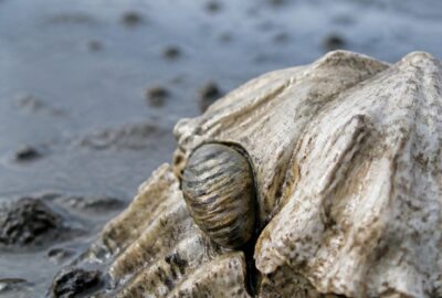 A single native Olympia oyster (Ostrea lurida) cemented onto weathered recycled shell on a San Francisco Bay mudflat at low tide