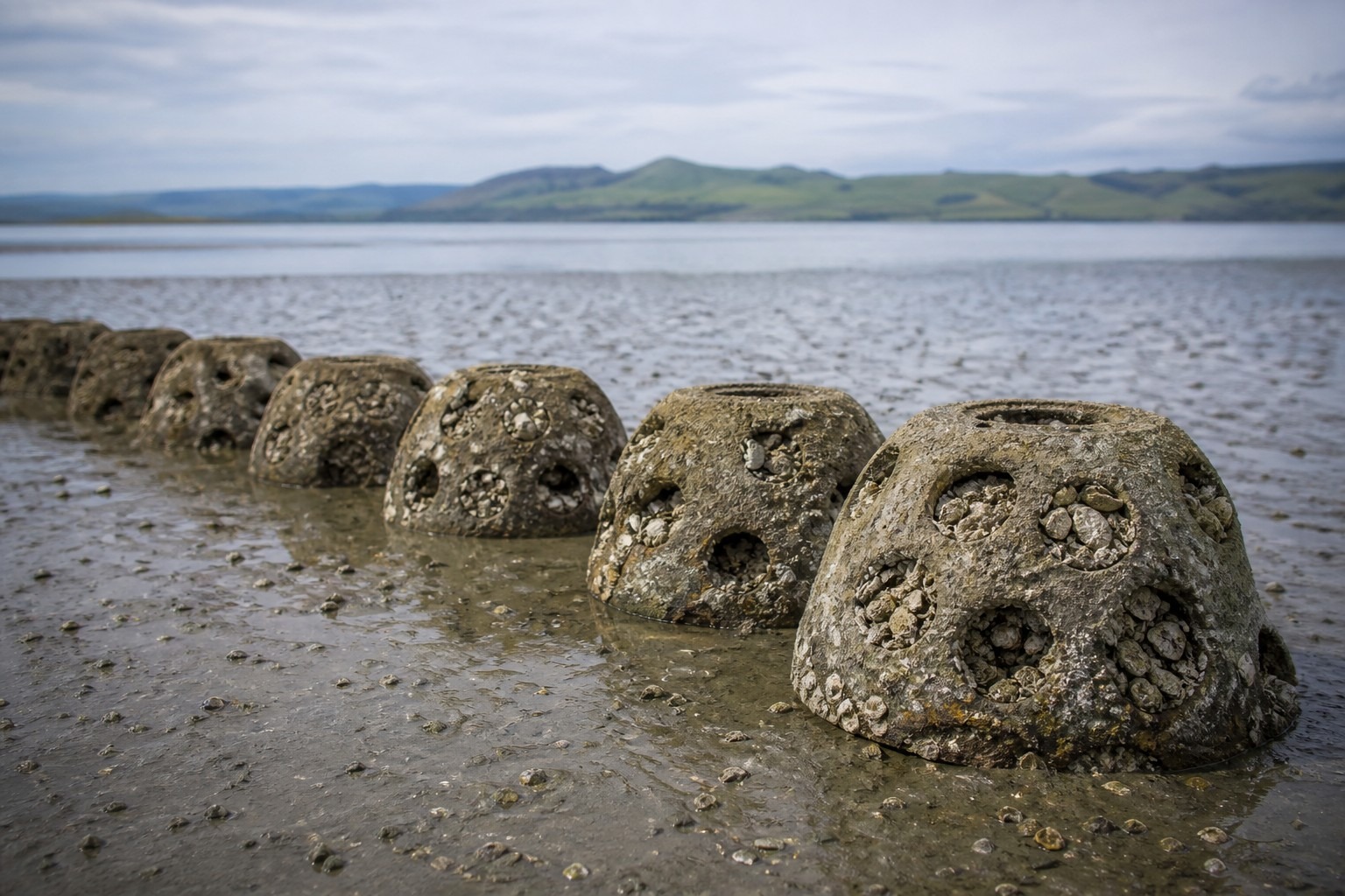 SF Bay Oyster Reef Restoration: A Volunteer