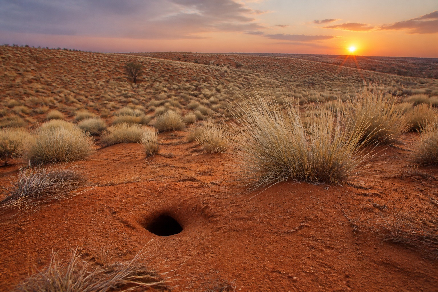 The Spinifex Hopping Mouse That Never Drinks Water
