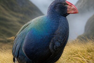 A takahē, a large flightless rail with navy-blue and turquoise plumage and a scarlet beak, standing in alpine snow tussock in the New Zealand mountains