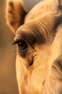 Close-up portrait of a camel's eye and face in desert light, illustrating camelid physiology and its unique oval red blood cells