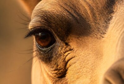 Close-up portrait of a camel's eye and face in desert light, illustrating camelid physiology and its unique oval red blood cells