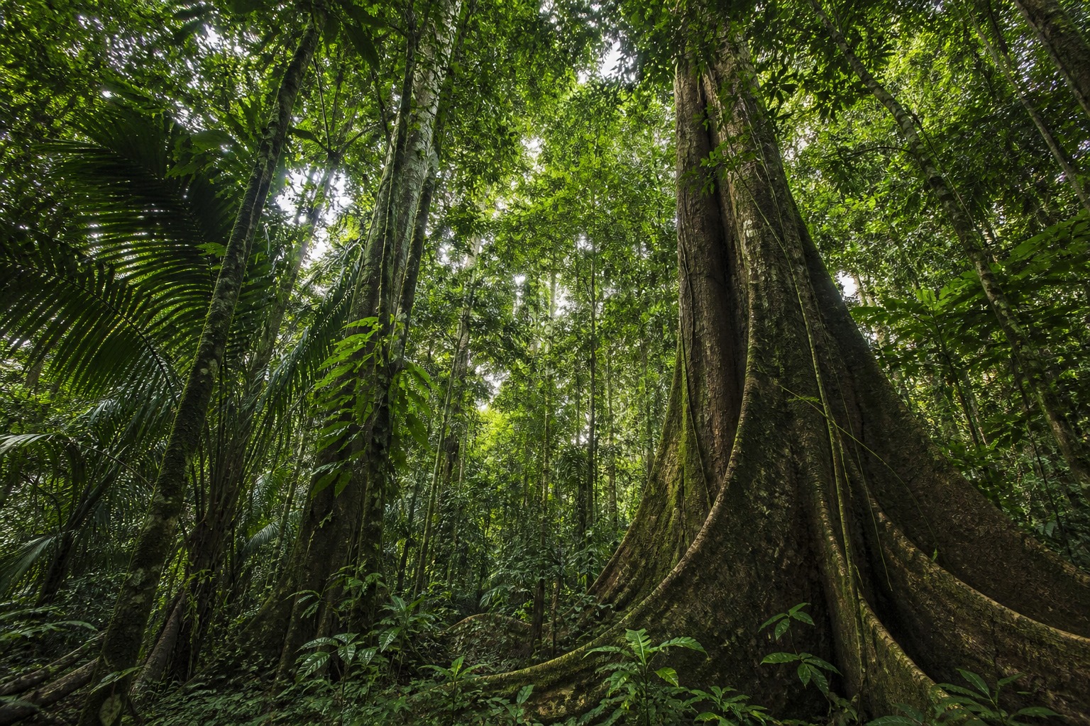 Why Yasuní Is the Most Biodiverse Place on Earth