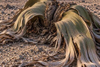 A single ancient Welwitschia mirabilis plant with two long shredded ribbon leaves sprawling across the gravel plains of the Namib Desert in low morning light